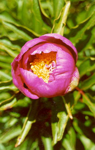 Rosa Albardeira - Serra do Montejunto